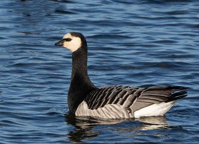 Barnacle Goose, adult