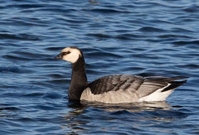 Barnacle Goose, juvenile