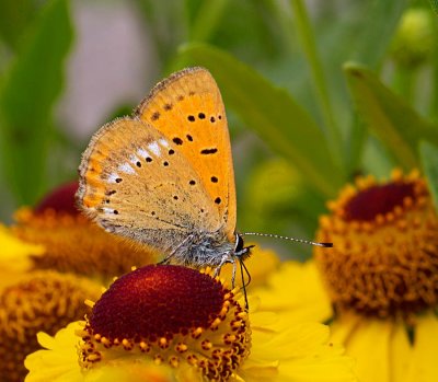 Vitfläckig guldvinge, (Lycaena virgaureae), male