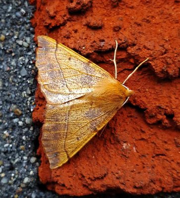 Spinnarmätare, (Colotois pennaria)