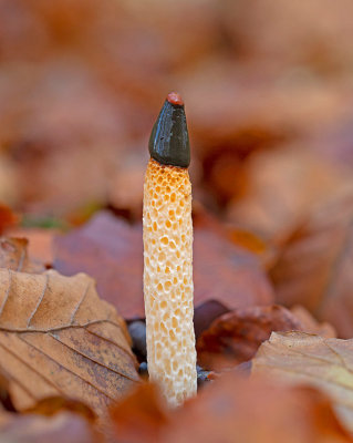 Liten stinksvamp, (Mutinus caninus)