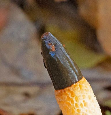 Liten stinksvamp, (Mutinus caninus)