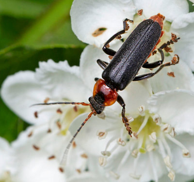Stor flugbagge, (Cantharis fusca)