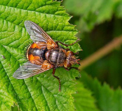 Parasitfluga, (Tachina fera)