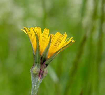 Ängshaverrot, (Tragopogon pratensis)