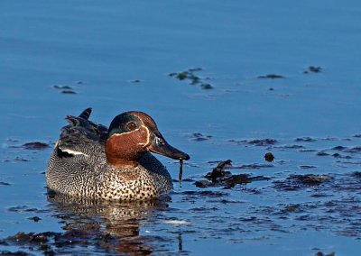 Eurasian Teal, male