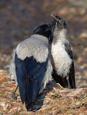Hooded Crow, mother and young