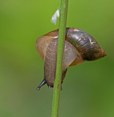 Strre brnstenssncka, (Succinea putris)