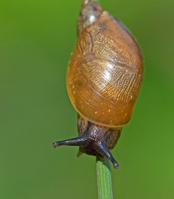 Strre brnstenssncka, (Succinea putris)