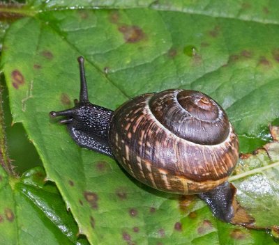 Flcklundsncka, (Arianta arbustorum) 
