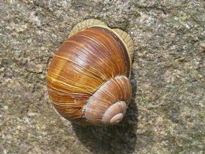 Vinbergssncka, (Helix pomatia)