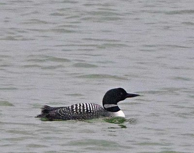 Great Northern Loon, adult summer