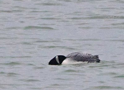 Great Northern Loon, adult summer