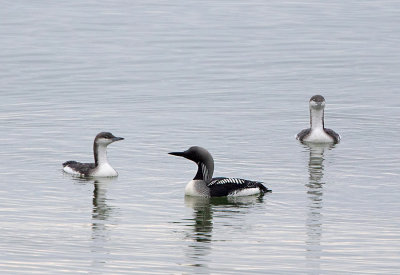 Arctic Loons, 1 adult summer and 2 immature