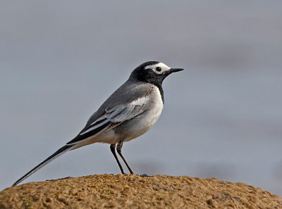 White Wagtail (Masked), male, 2 cy