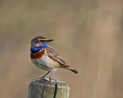 Bluethroat ssp cyanecula, 