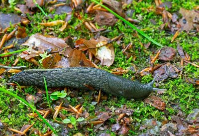 Grsvart klsnigel (Limax cinereoniger)  7605 Ravlundafltet.jpg