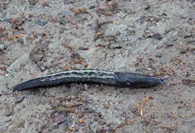 Grsvart klsnigel (Limax cinereoniger)  7620 Ravlundafltet.jpg
