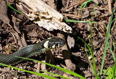 Vanlig snok, Grass Snake