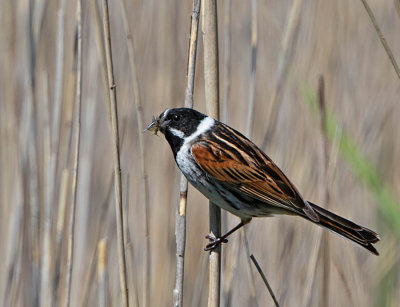 Reed Bunting, male