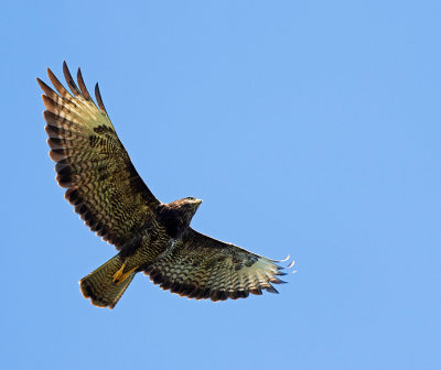 Common Buzzard, adult