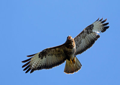 Common Buzzard, adult