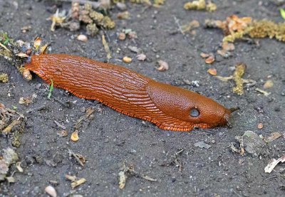 Rd skogssnigel, (Arion rufus)