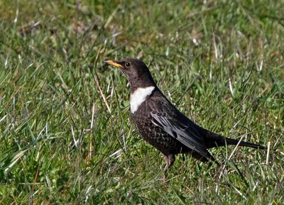 Ring Ouzel, adult male
