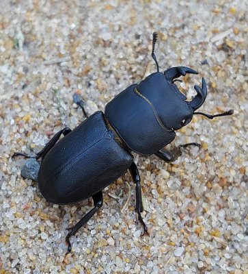 Beetles/Skalbaggar (Coleoptera)