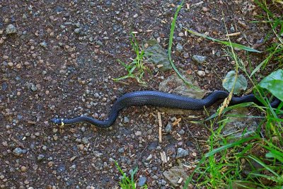 Vanlig snok, Grass Snake. Probably not hungry today