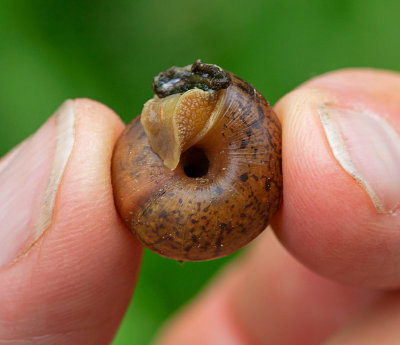 Busksncka, (Fruticicola fruticum) 