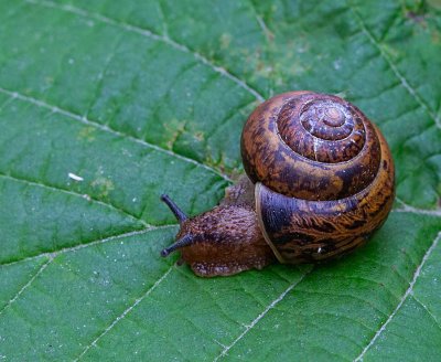 Busksncka, (Fruticicola fruticum) 