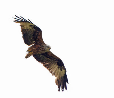 Red Kite, ad., tailless