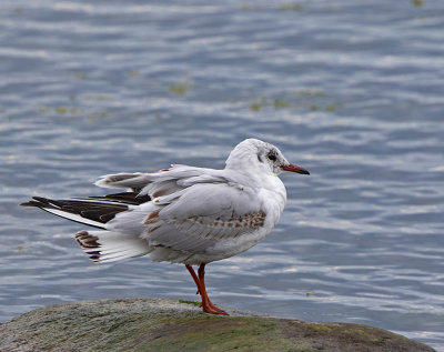 Black-headed Gull, 2cy