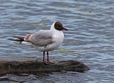 Black-headed Gull, 2cy