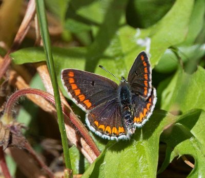 Rödfläckig blåvinge, female, (Aricia agestis)