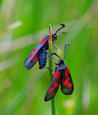 Mindre bastardsvärmare, (Zygaena viciae)