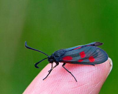 Mindre bastardsvärmare, (Zygaena viciae)