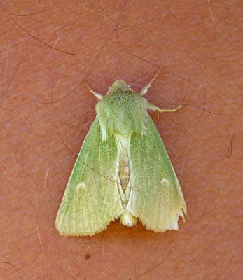 Grönt hedmarksfly, (Calamia tridens)