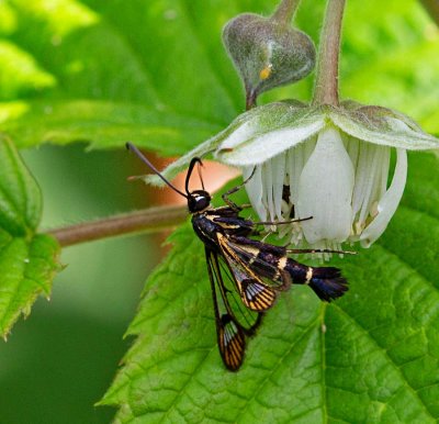 Vinbärsglasvinge, (Synanthedon tipuliformis)