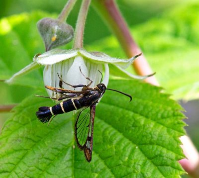 Vinbärsglasvinge, (Synanthedon tipuliformis)
