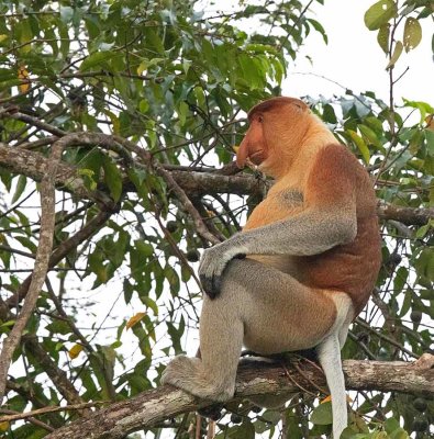 Proboscis Monkey, male
