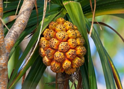 Fragrant Screwpine or Padang, (Pandanus odorifer)