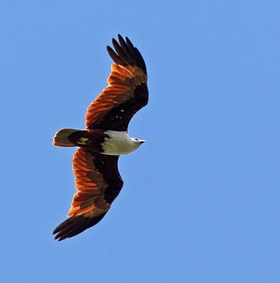 Brahminy Kite