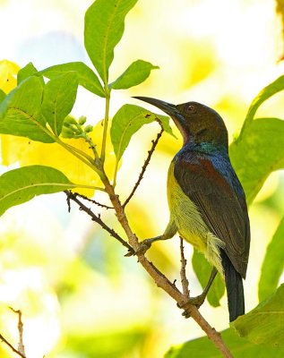 Brown-throated Sunbird, male