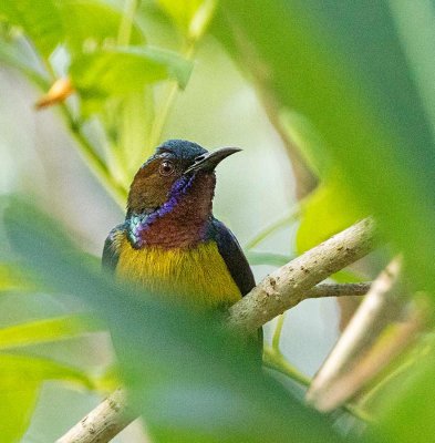 Brown-throated Sunbird, male