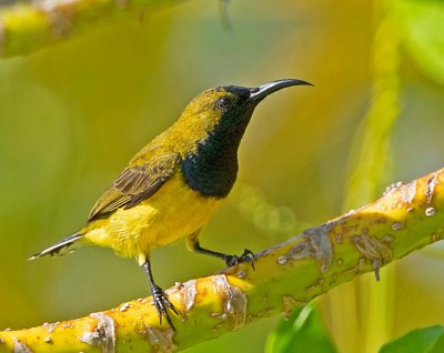 Olive-backed sunbird, male