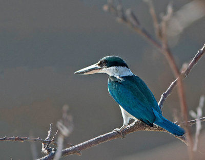 Collared Kingfisher