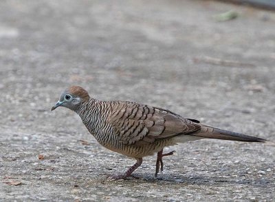 Zebra Dove