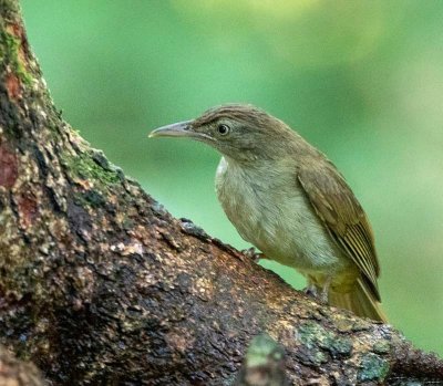 Charlotte's Bulbul
